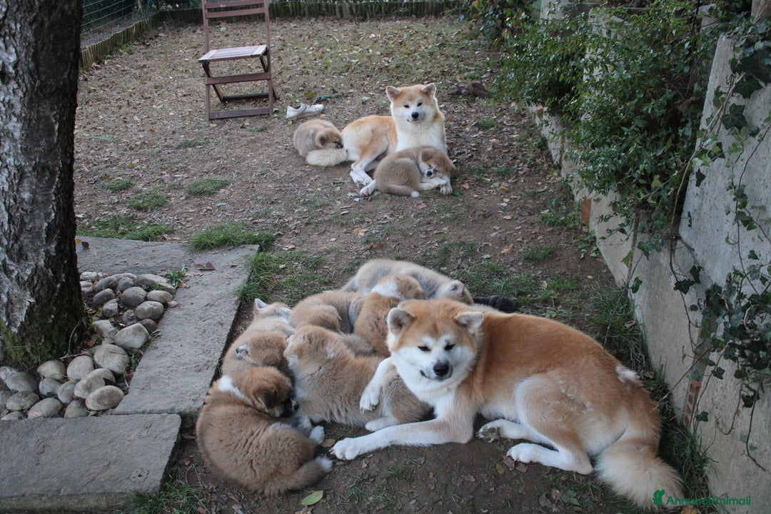 Akita Inu cani in vendita: CUCCIOLI DI AKITA - MONZA/BRIANZA E COMO a Province of Como - Immagine 13