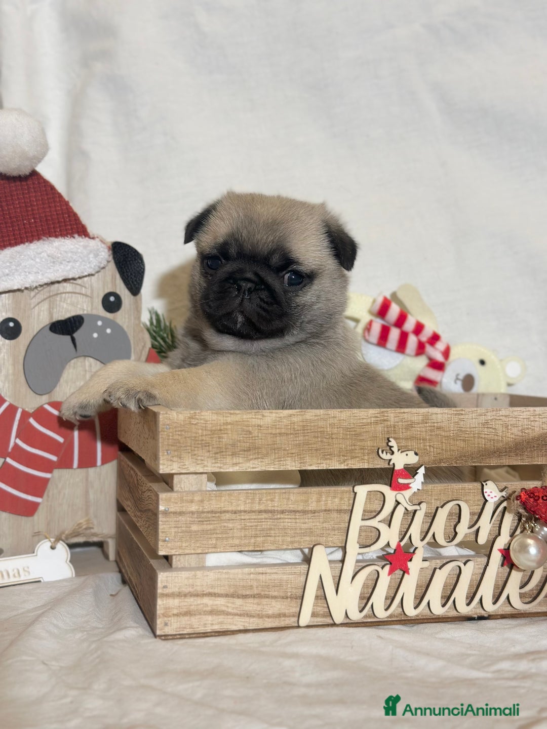 Carlino cani in vendita: Carlino- cucciolo Allevamento ENCI-FCI - Annuncio 1