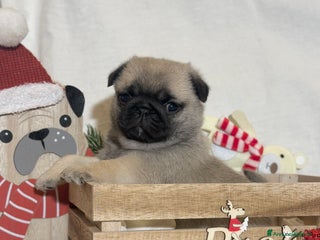 Carlino cani Carlino- cucciolo Allevamento ENCI-FCI - Annuncio 1