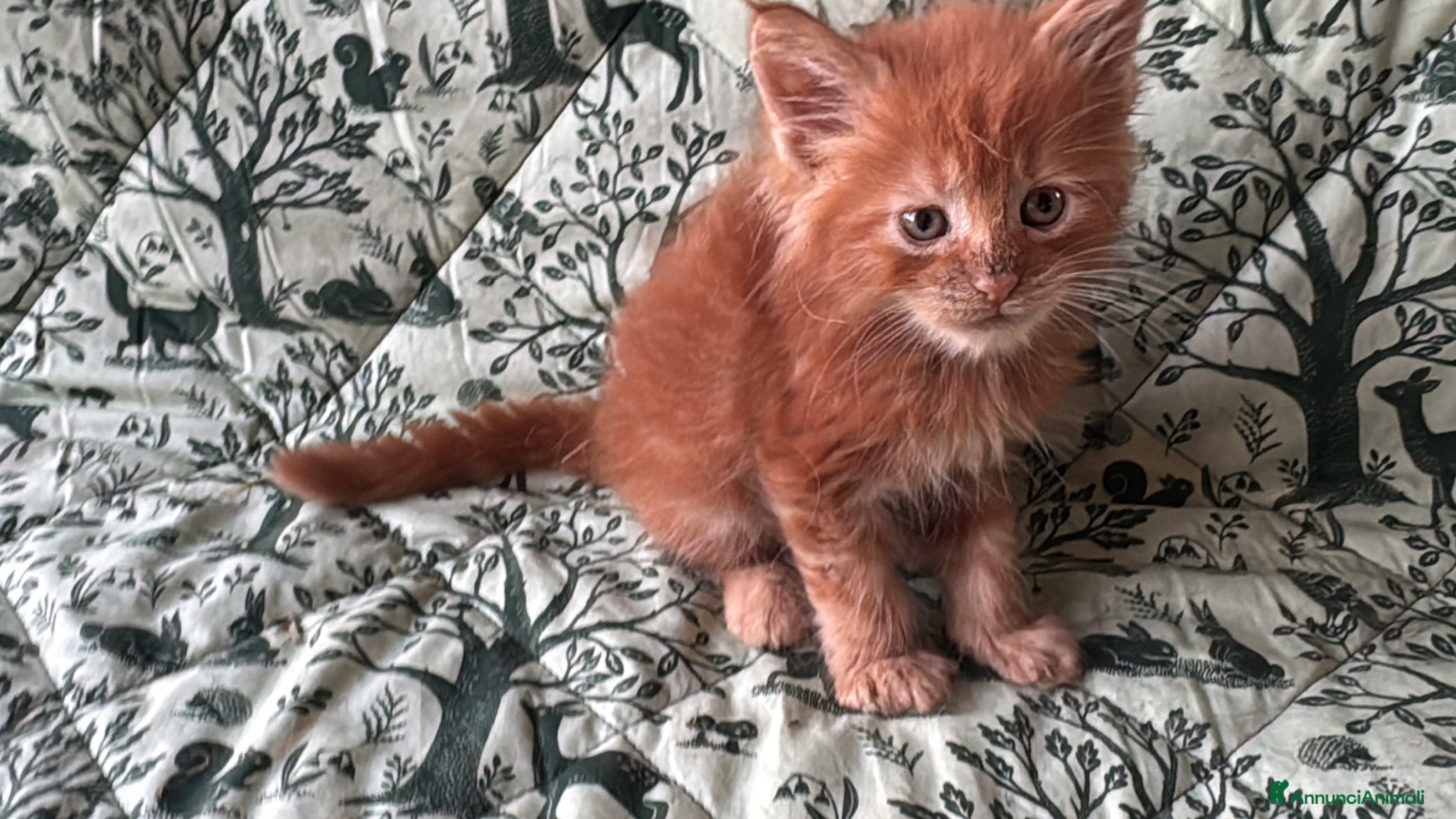 Maine Coon gatti in vendita: Cuccioli di maine coon rossi  - Annuncio 6
