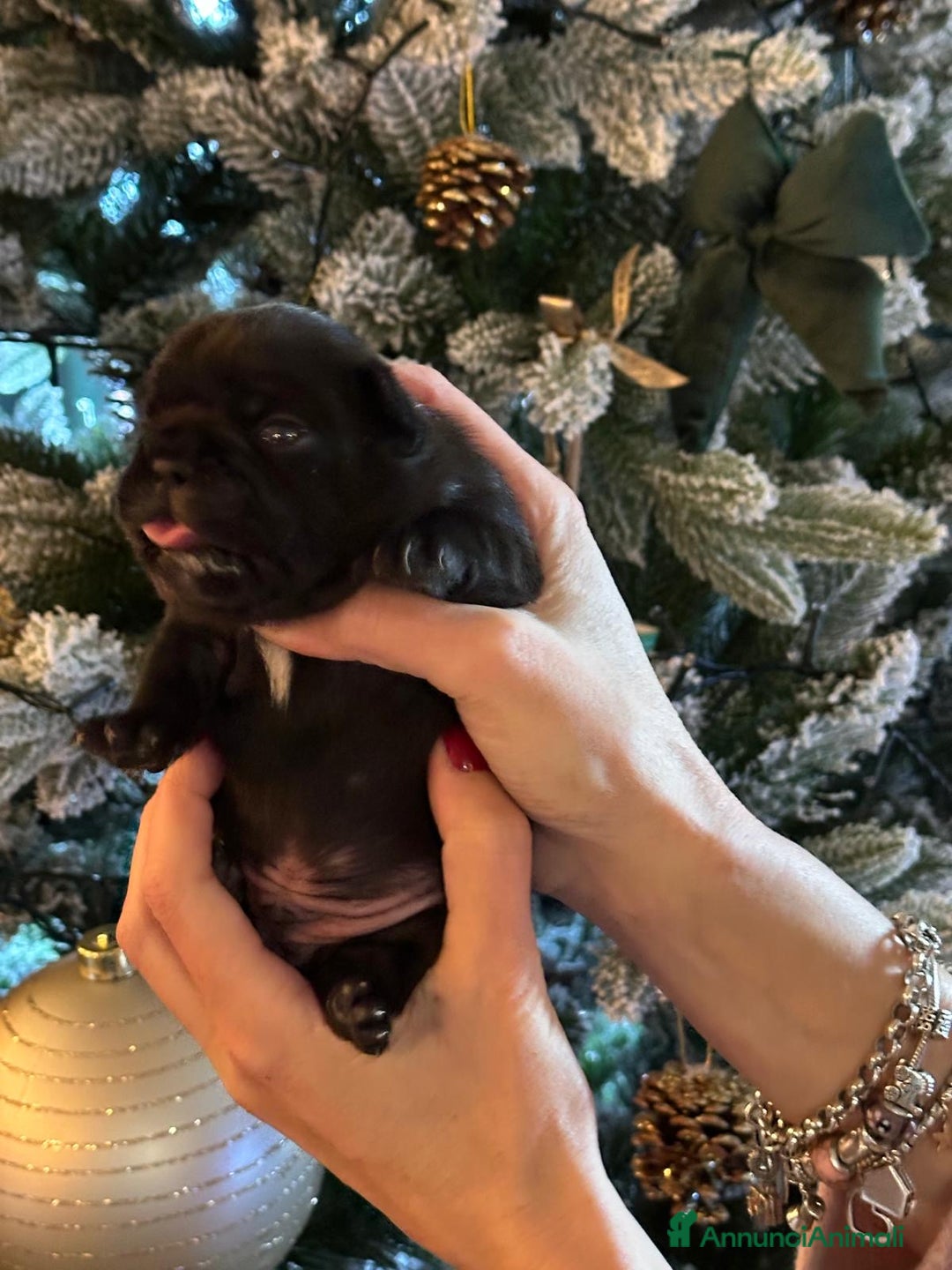 Bulldog Francese cani in vendita: Bulldog francesi  - Annuncio 7