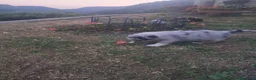 Australian Shepherd cani in vendita: Cucciola  casalinga  a Provincia di Bergamo - Annuncio 8