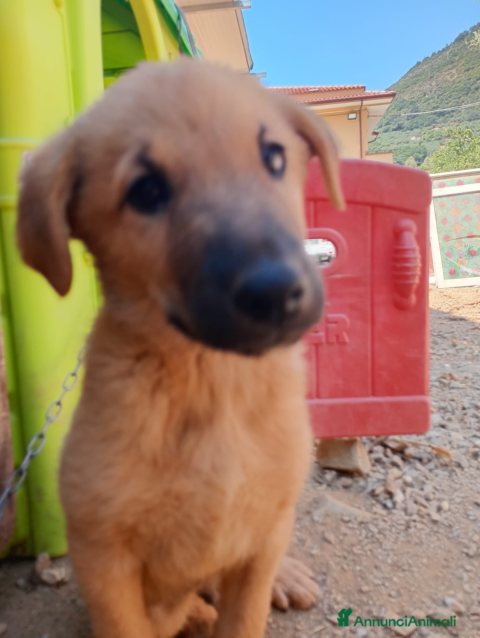 Altre razze cani Cuccioli in regalo - Annuncio 20