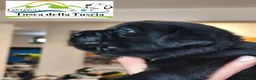 Labrador cani in vendita: Cuccioli labrador Retriever a Provincia di Viterbo - Annuncio 2