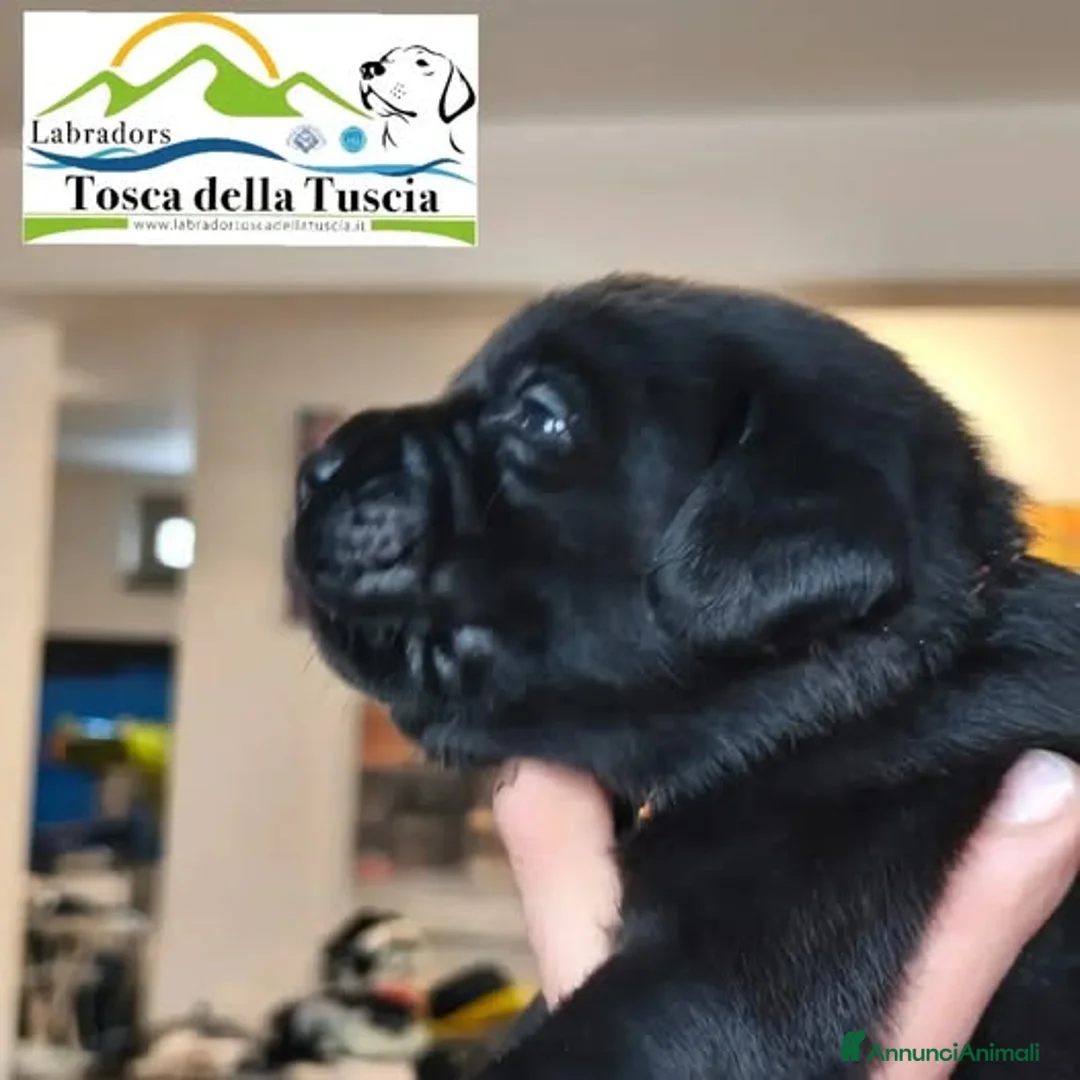 Labrador cani in vendita: Cuccioli labrador Retriever a Provincia di Viterbo - Annuncio 2