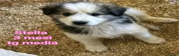 Meticcio cani in regalo: CUCCIOLI ESCLUSI E SOLI  a Città Metropolitana di Genova - Annuncio 4