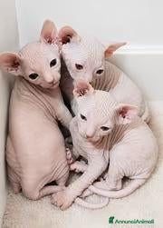 Sphynx gatti Gattini Sphynx - Annuncio 29