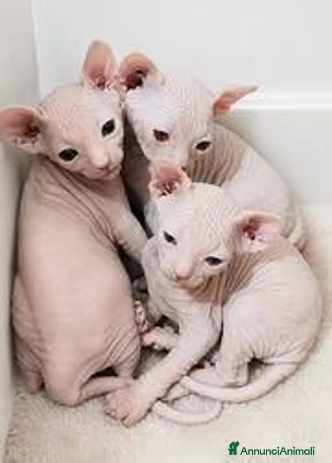 Sphynx gatti in vendita: Gattini Sphynx - Annuncio 1