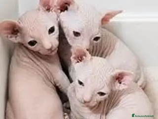 Sphynx gatti Gattini Sphynx - Annuncio 4