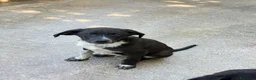 Meticcio cani in regalo: Cuccioli 3 mesi - Annuncio 4