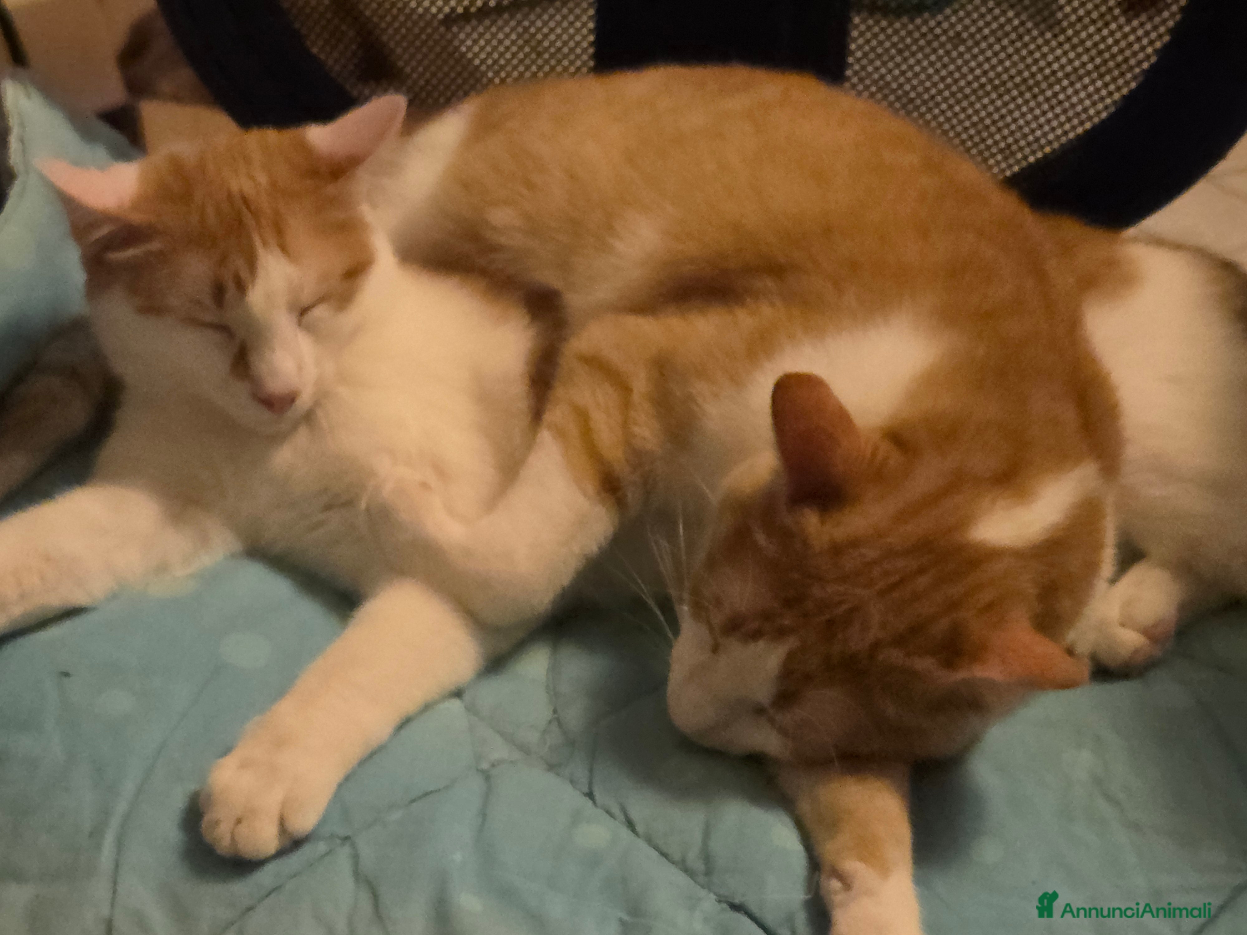 Meticcio gatti ANGELINO e STEFANO cercano casa a PARMA - Annuncio 2