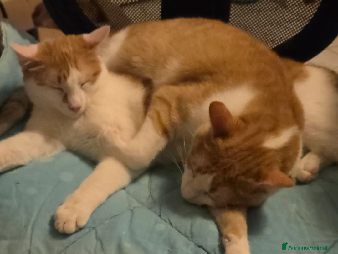 Meticcio gatti in regalo: ANGELINO e STEFANO cercano casa a PARMA - Annuncio 2