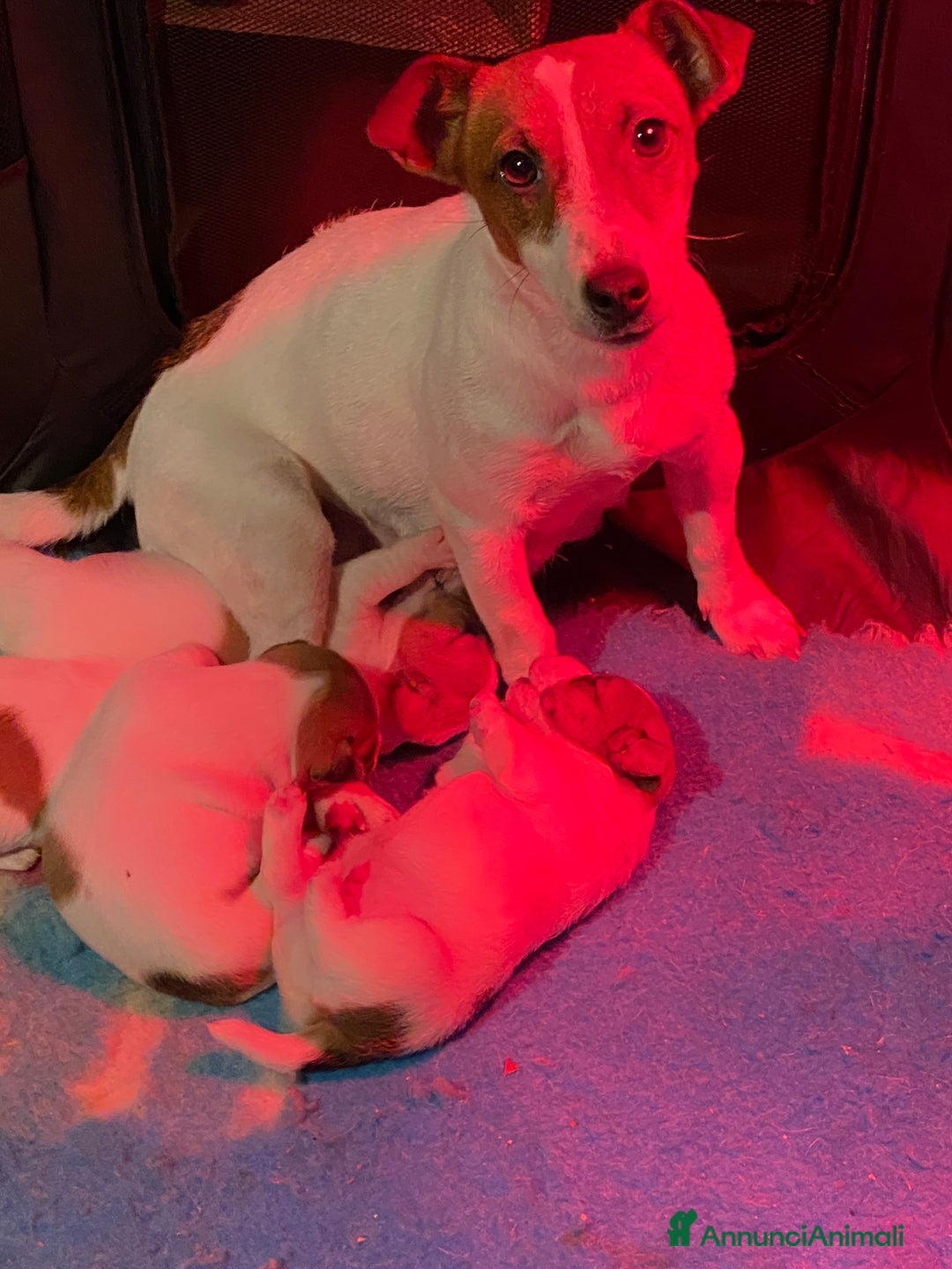 Jack Russell cani in vendita: JACK RUSSELL TERRIER pelo corto pedigree - Annuncio 4