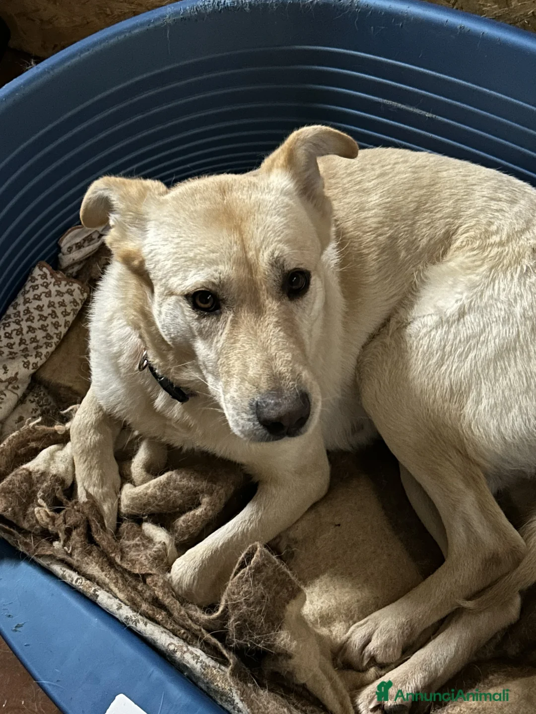 Meticcio cani in regalo: CAMI dolcissima labrador - Annuncio 7