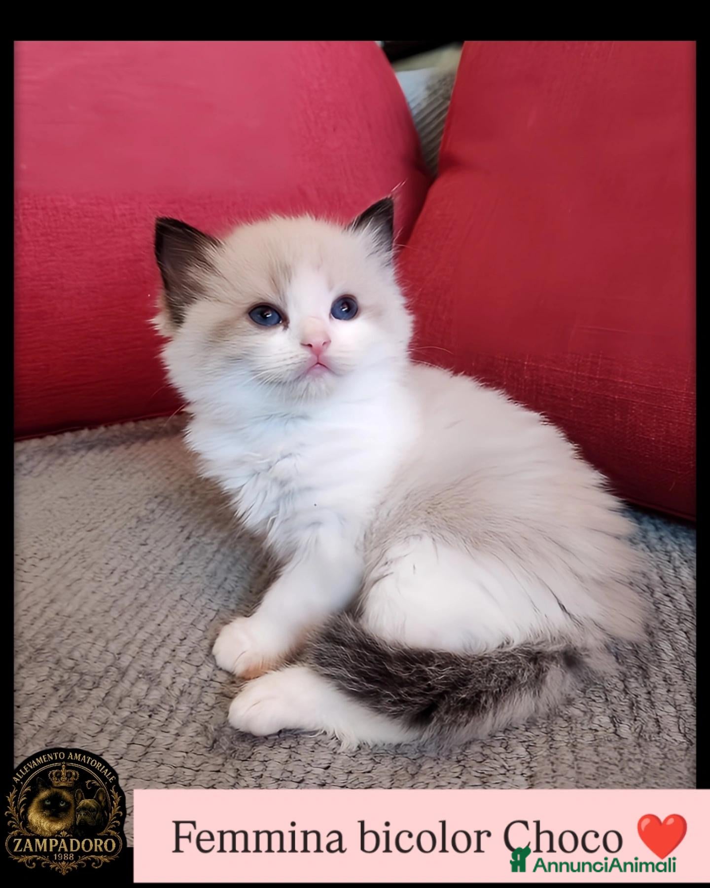 Ragdoll gatti Ragdoll cuccioli seal/bicolor  - Annuncio 14