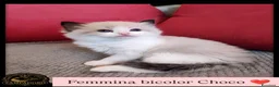 Ragdoll gatti in vendita: Ragdoll cuccioli seal/bicolor  a Città metropolitana di Milano - Annuncio 1