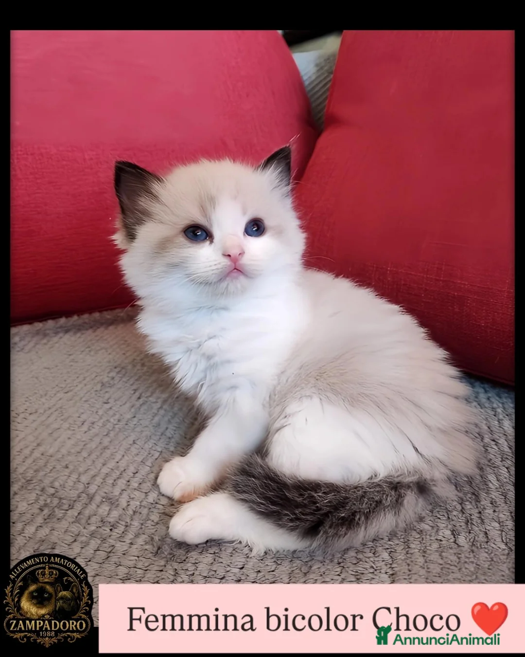 Ragdoll gatti in vendita: Ragdoll cuccioli seal/bicolor  a Città metropolitana di Milano - Annuncio 1