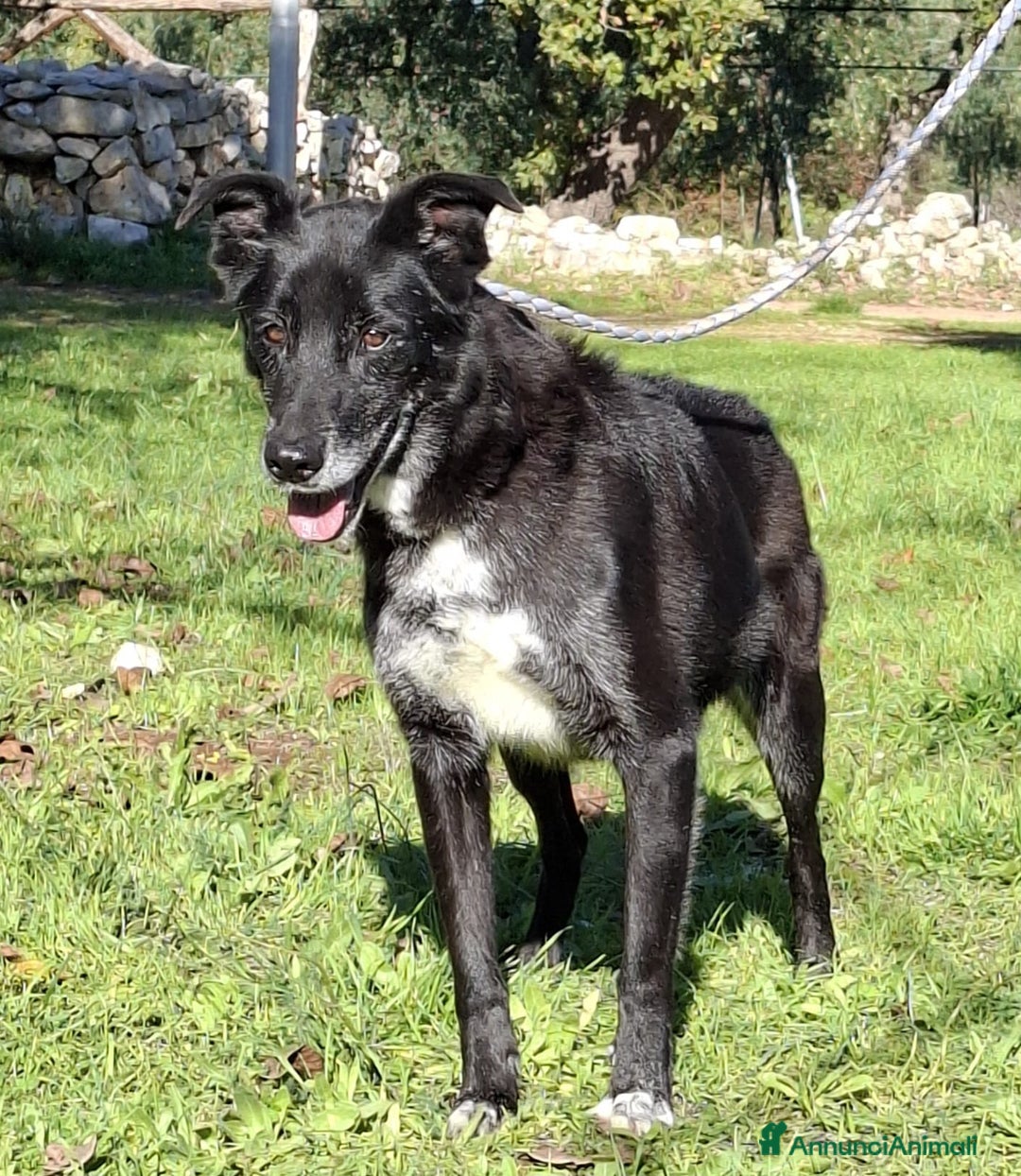 Meticcio cani in regalo: Crik&Crok Cerca Famiglia. Info Monica 3890238584 - Annuncio 7