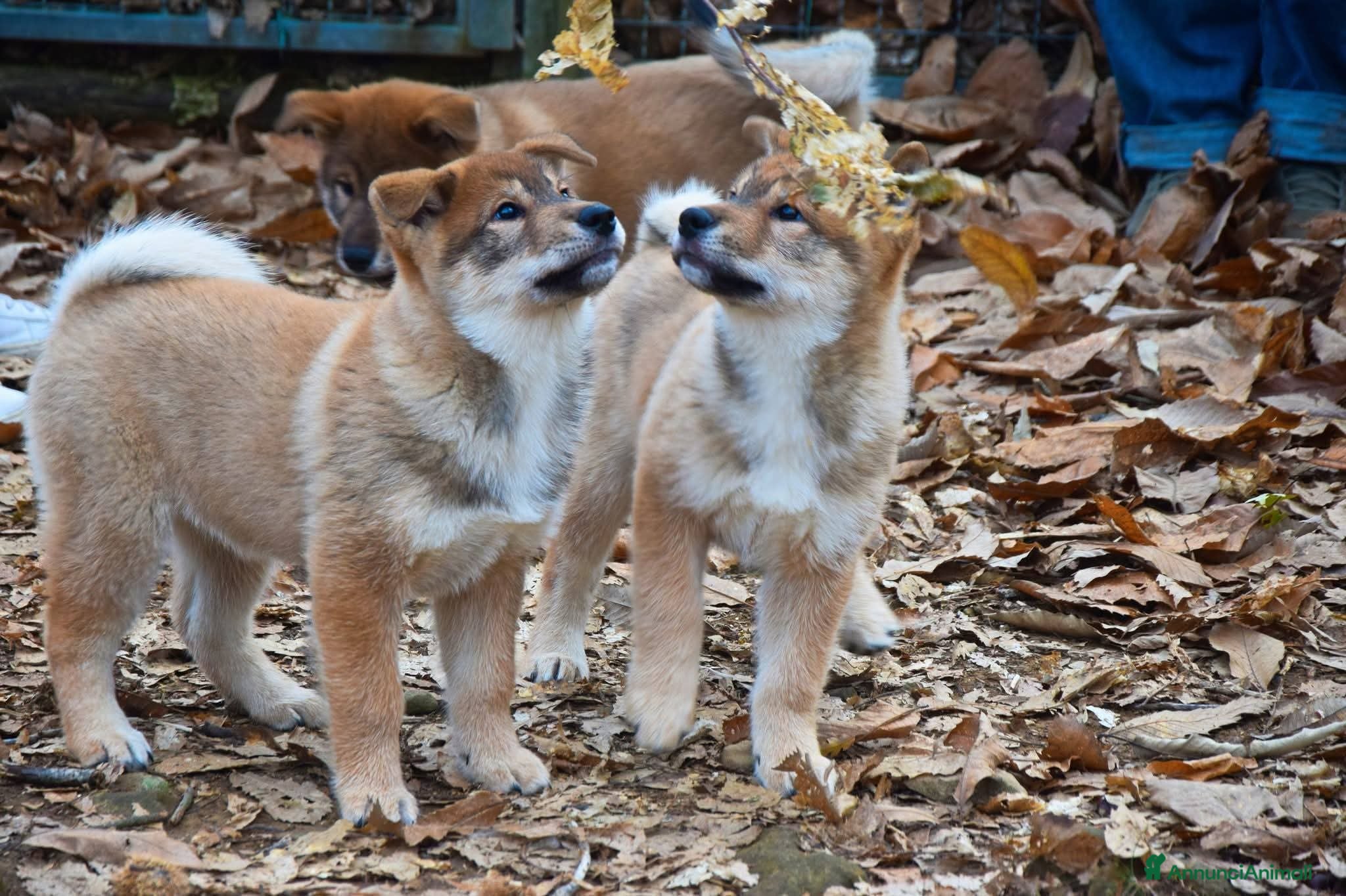 Shikoku cani Cuccioli di shikoku ken - Annuncio 34