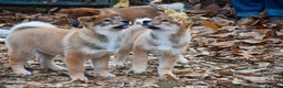 Shikoku cani in vendita: Cuccioli di shikoku ken - Annuncio 1