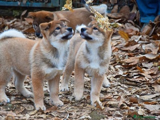 Shikoku cani Cuccioli di shikoku ken - Annuncio 6