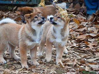Shikoku cani in vendita: Cuccioli di shikoku ken - Annuncio 2