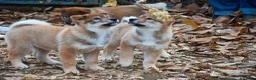 Shikoku cani in vendita: Cuccioli di shikoku ken - Annuncio 1