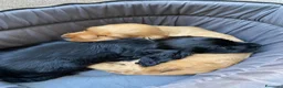 Cocker cani in vendita: Splendida cucciola cocker con pedigree enci  - Annuncio 8