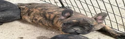 Bulldog Francese cani in vendita: Cuccioli bulldog francese a Provincia di Salerno - Annuncio 3