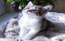 Persiano gatti in vendita: Gatto - Gattino persiano cucciolo maschio  a Provincia di Vercelli - Immagine 2