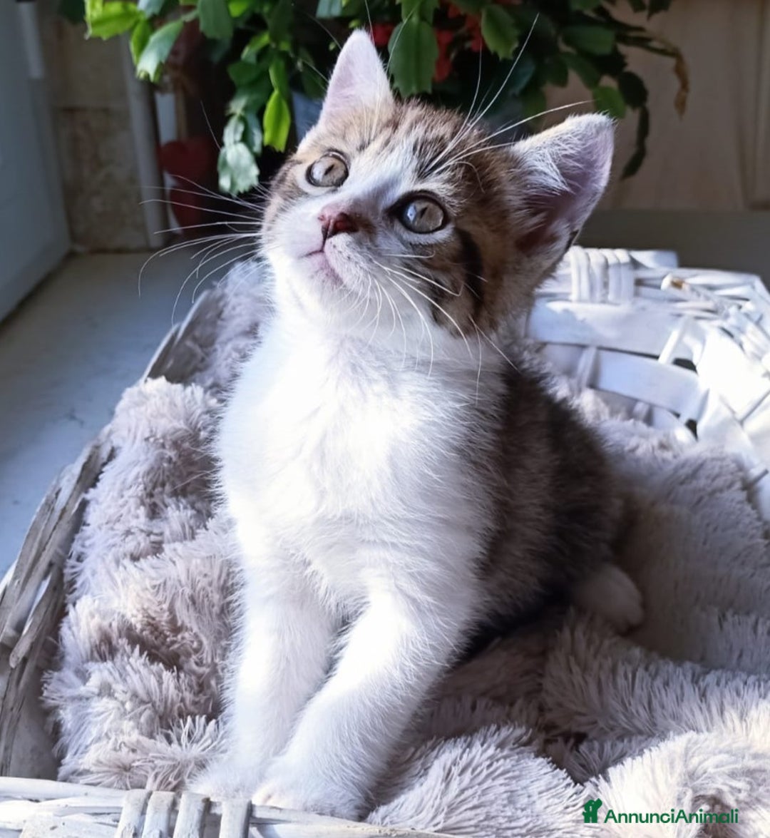 Persiano gatti in vendita: Gatto - Gattino persiano cucciolo maschio  a Provincia di Vercelli - Immagine 2