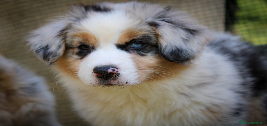 Immagine della galleria {{count}}