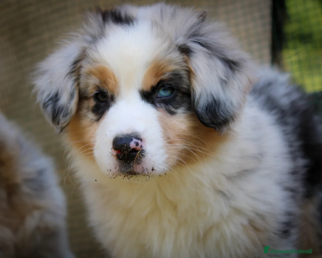 Immagine della galleria {{count}}