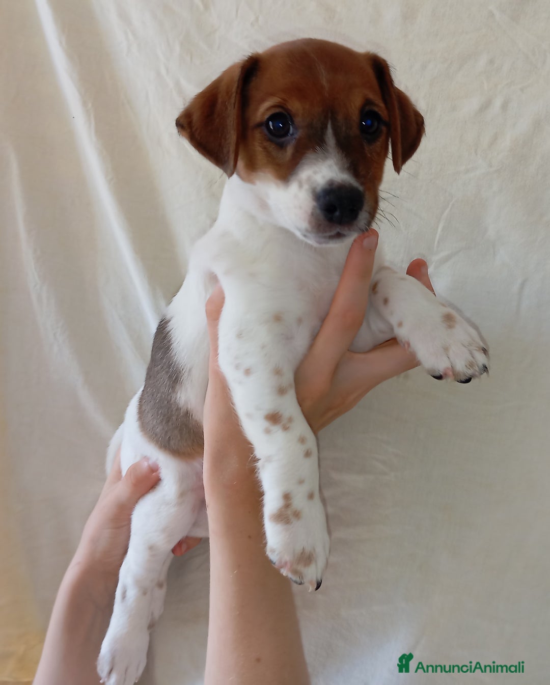 Jack Russell cani in vendita: Jack Russell Terrier maschi a Provincia di Ravenna - Immagine 2