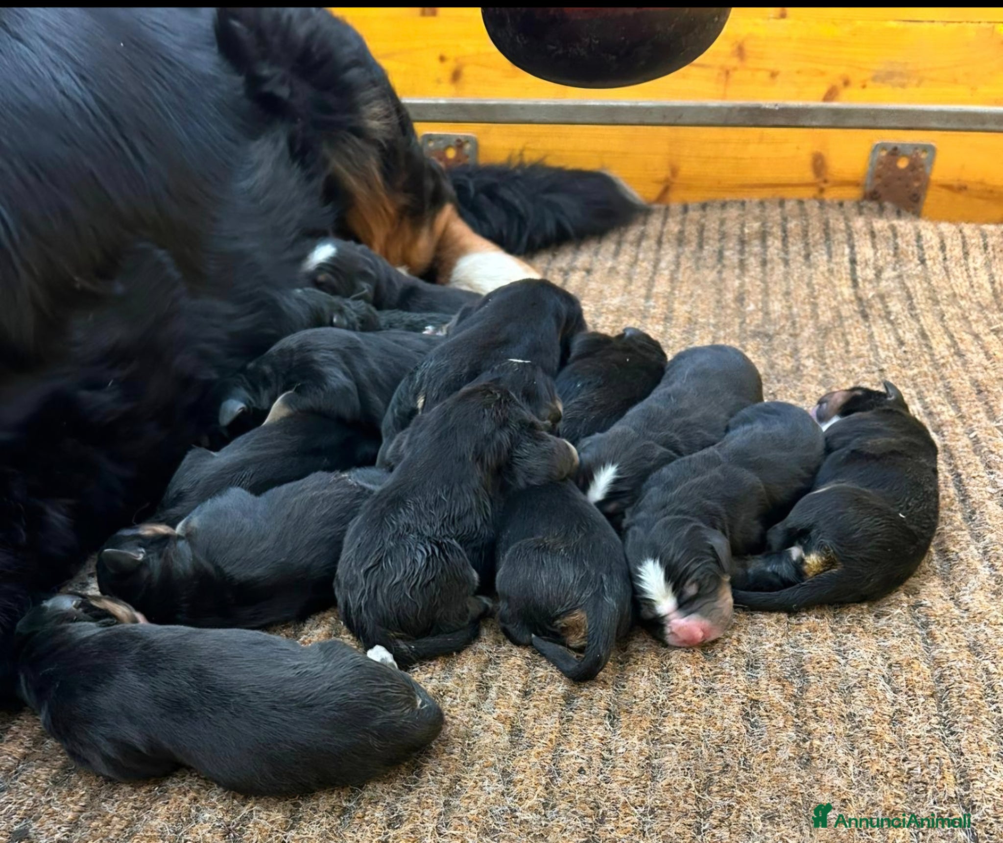 Bovaro del Bernese cani Cuccioli bovari bernese - Annuncio 1