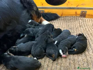 Bovaro del Bernese cani Cuccioli bovari bernese - Annuncio 24