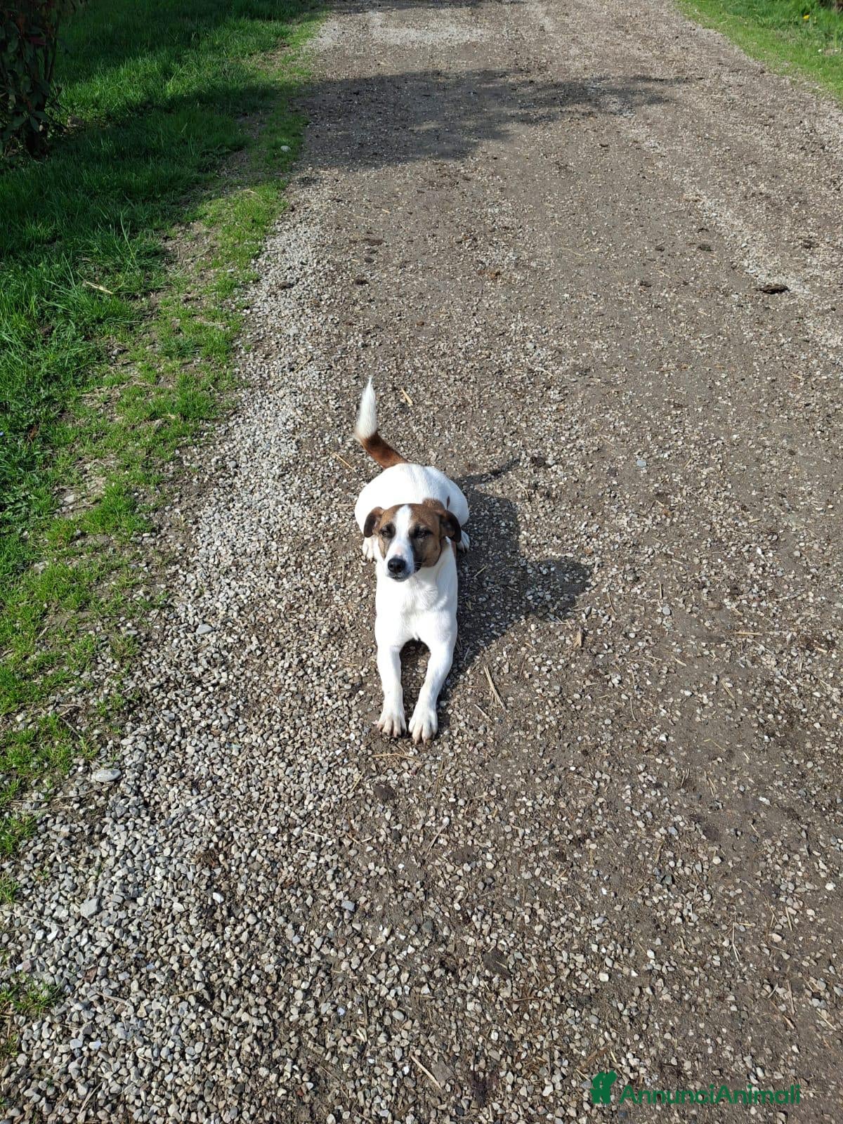 Jack Russell cani Vendo cuccioli di Jack  - Annuncio 29