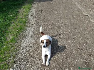 Jack Russell cani Vendo cuccioli di Jack - Annuncio 2