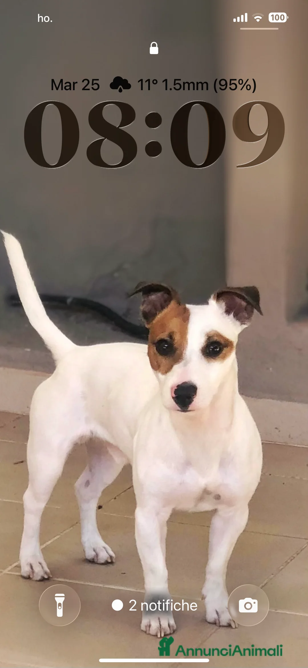 Jack Russell cani per accoppiamento: Monta a Città metropolitana di Sassari - Annuncio 4