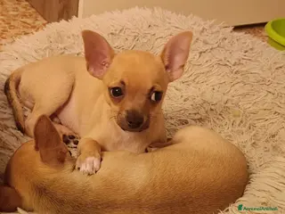 Chihuahua cani Chihuahua - Annuncio 1