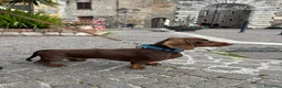 Bassotto Nano cani per accoppiamento: Accoppiamento  a Città metropolitana di Roma Capitale - Annuncio 2