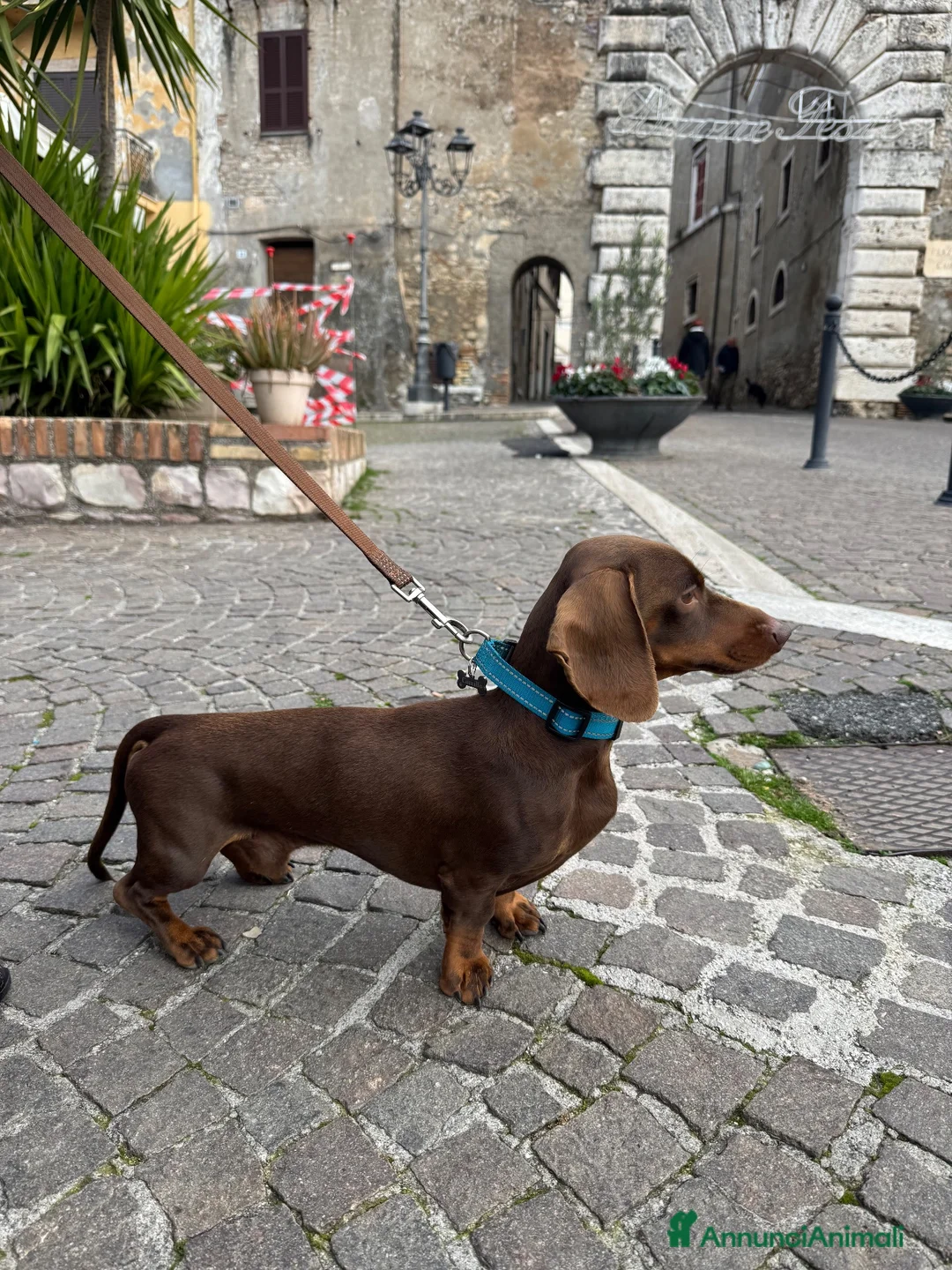 Bassotto Nano cani per accoppiamento: Accoppiamento  a Città metropolitana di Roma Capitale - Annuncio 2