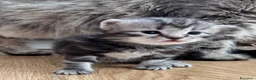 Siberiano gatti in vendita: SIBERIANI GATTINI IPOALLERGENICI - Annuncio 3