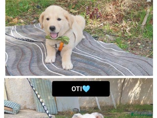 Altre razze cani HOPE OTI - Annuncio 23