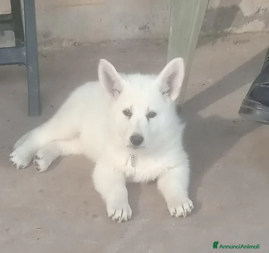 Pastore Svizzero cani in vendita: Pastore svizzero bianco cuccioli - Annuncio 10