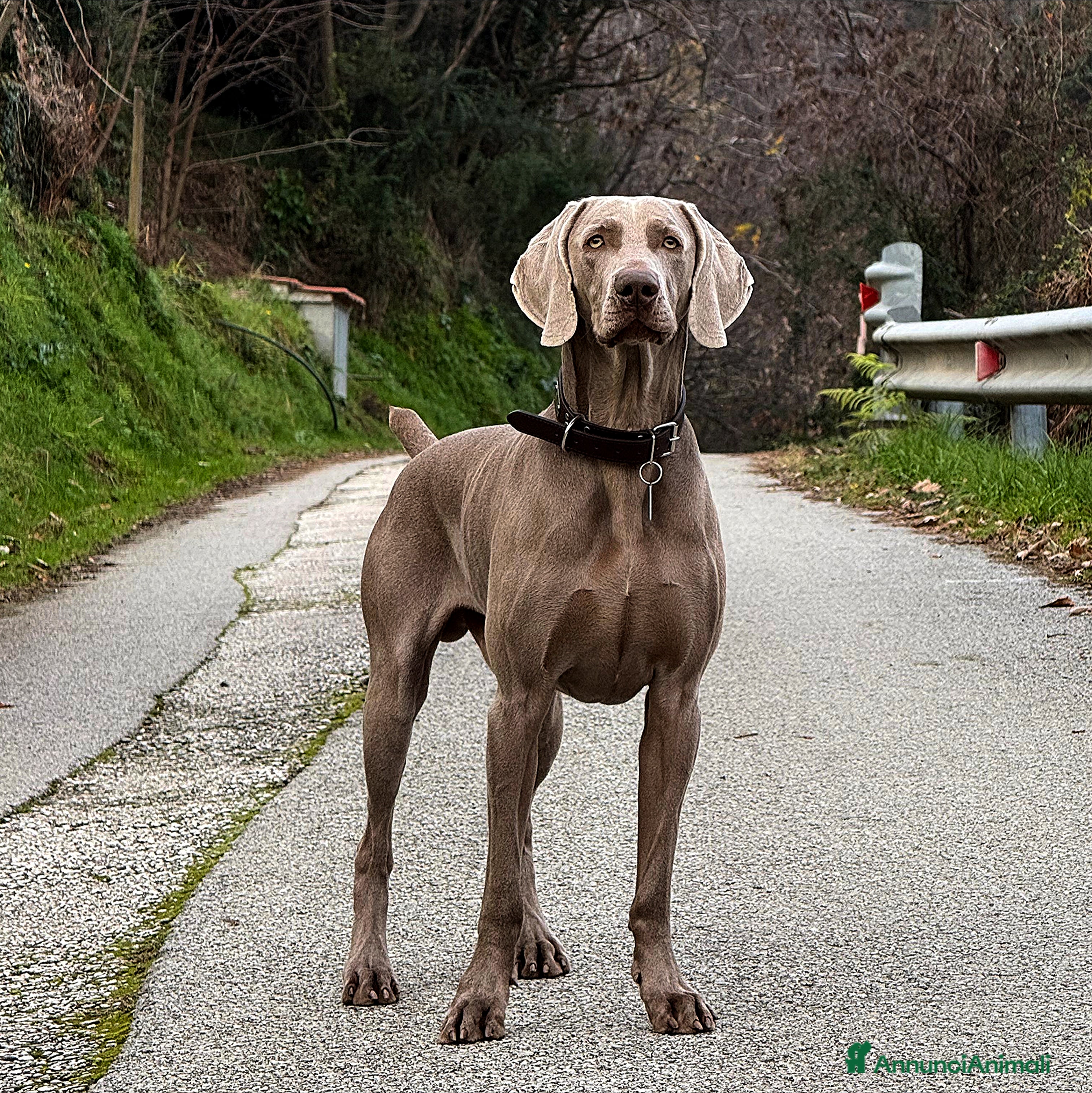 Weimaraner cani Maschio Weimaraner Stallone disponibile per monta - Annuncio 4