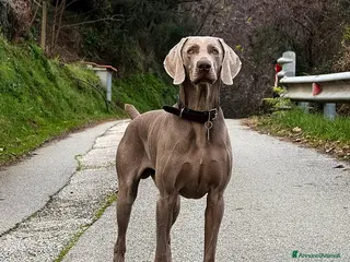 Weimaraner cani Maschio Weimaraner Stallone disponibile per monta - Annuncio 10