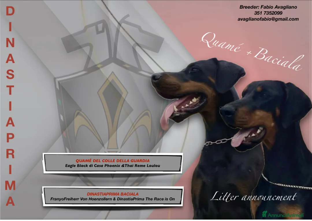 Dobermann cani in vendita: Dobermann cuccioli- Pedegree Enci - Annuncio 5