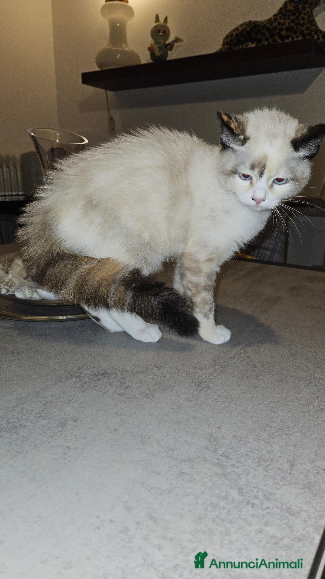 Meticcio gatti Regalo due gattini madre ragdoll padre bo 🤣 - Annuncio 1