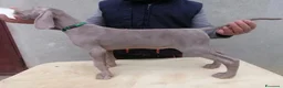 Weimaraner cani in vendita: Cuccioli weimaraner  - Annuncio 7